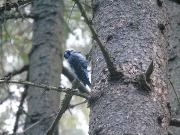 Three-toed woodpecker